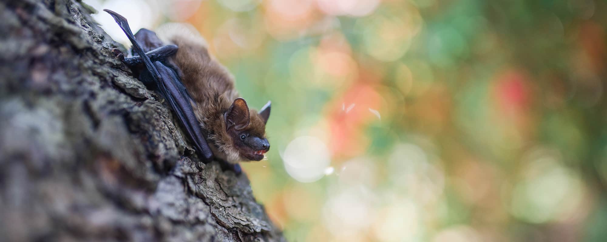 Bats In Your Belfry? Complete Pest Solutions
