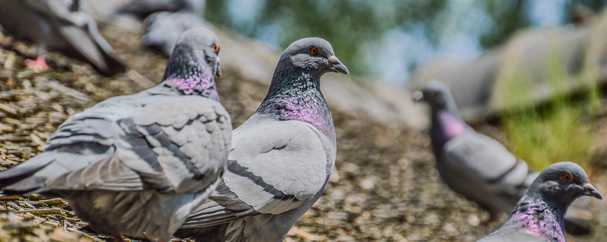 Bird Removal Youngstown - Our Team Can Help!