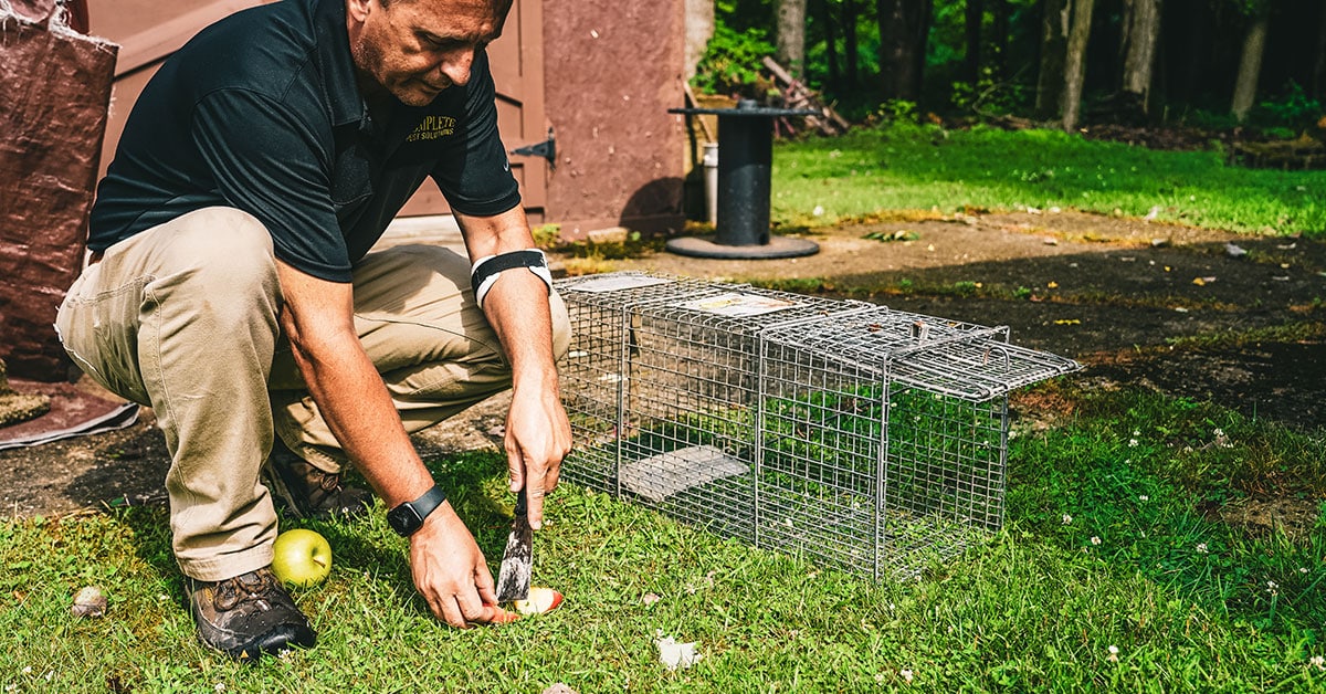 Pest Control Quarterly Pest Control Prevents Infestation