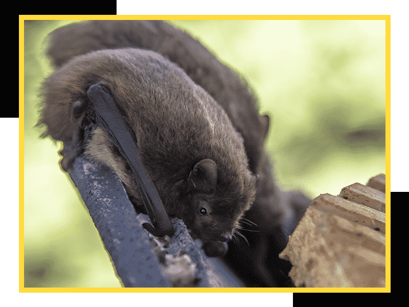 Image of a bat on a bat house