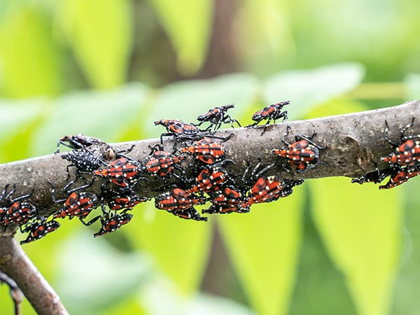 Spotted Lanternfly nymphs on Sumac Tree