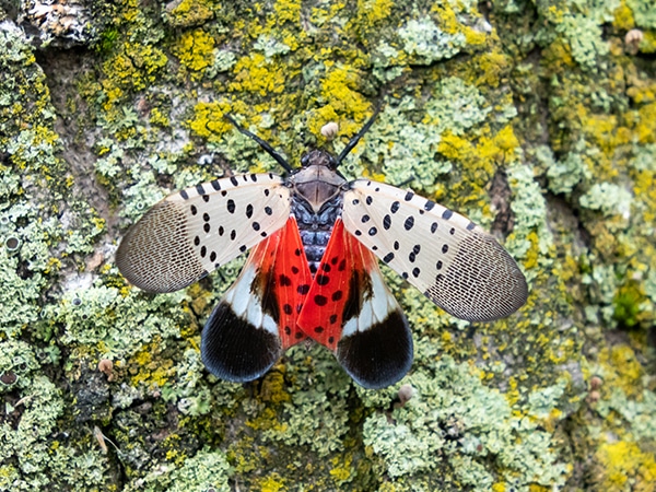 Spotted lanternfly Lycorma delicatula, an invasive pest, holds its wings open, exposing its bright red underwing