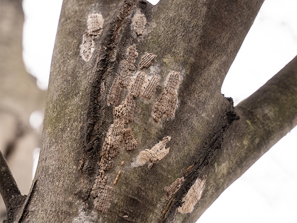 Spotted Lanternfly eggs on a tree in spring