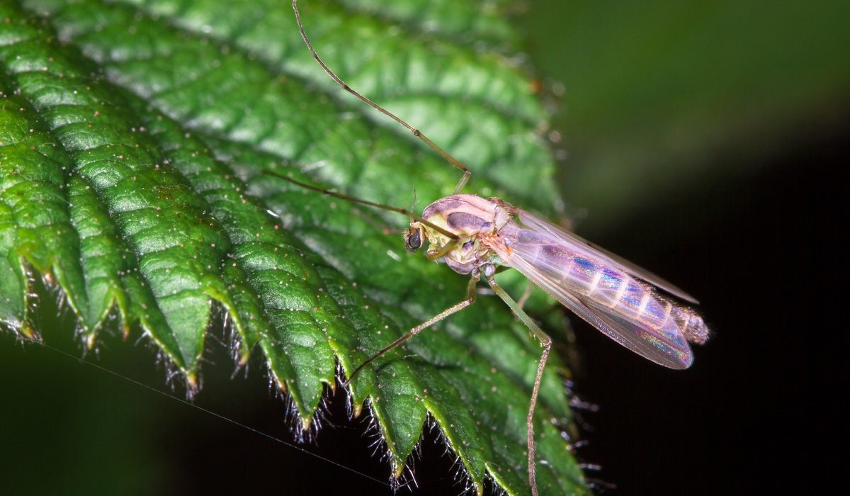 The Most Dangerous Bugs in Ohio Complete Pest Solutions