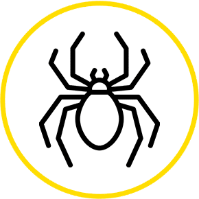 spider icon