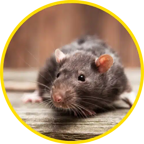rat image