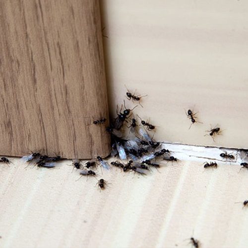 carnegie ant control
