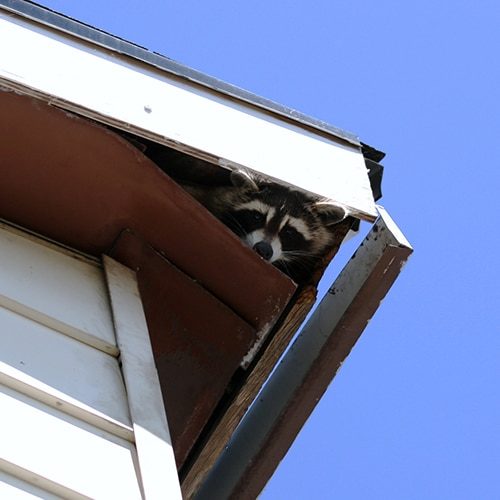 A raccoon sticks her head out of the fascia of a house's roof