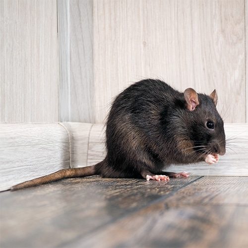 rat inside a home